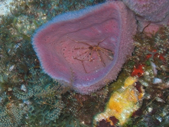 Diving in Cozumel